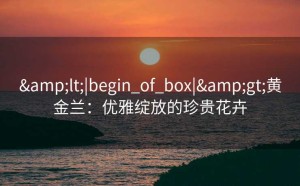 <|begin_of_box|>黄金兰：优雅绽放的珍贵花卉