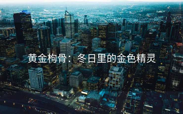 黄金枸骨：冬日里的金色精灵