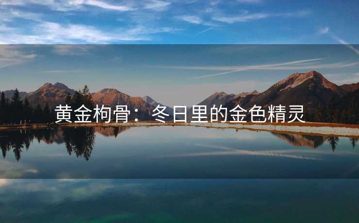 黄金枸骨：冬日里的金色精灵