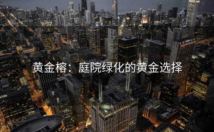 黄金榕：庭院绿化的黄金选择