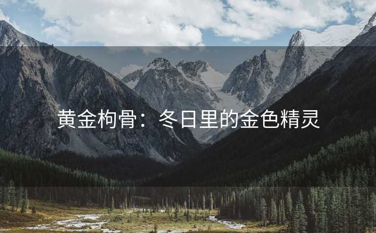 黄金枸骨：冬日里的金色精灵