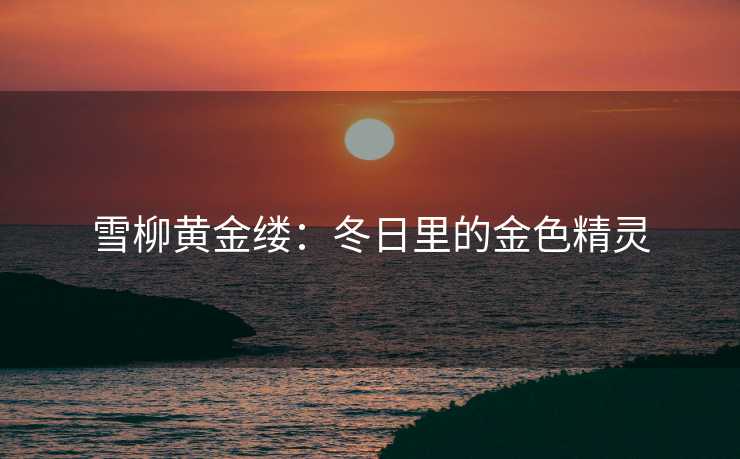 雪柳黄金缕：冬日里的金色精灵