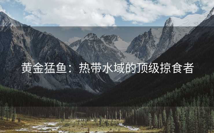 黄金猛鱼：热带水域的顶级掠食者