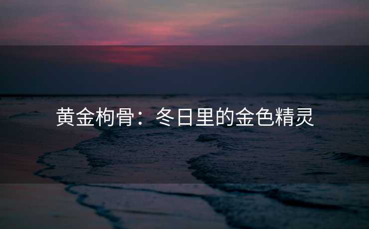 黄金枸骨：冬日里的金色精灵
