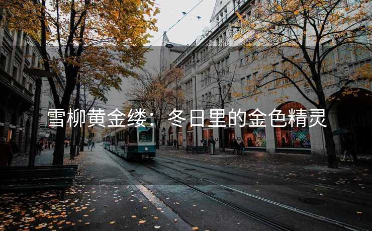 雪柳黄金缕：冬日里的金色精灵