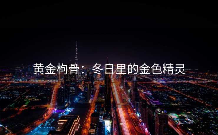 黄金枸骨：冬日里的金色精灵