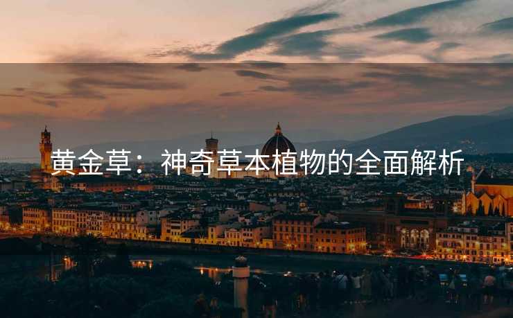 黄金草：神奇草本植物的全面解析